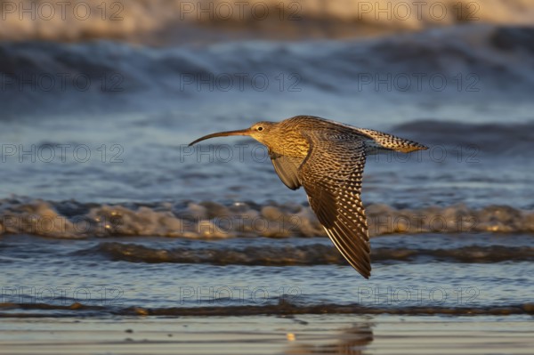 Eurasian curlew (Numenius arquata) adult bird flying over a coastline, Norfolk, England, United