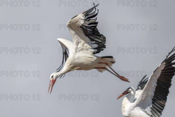 White stork (Ciconia ciconia) in flight during the nesting season in a village. Lower Rhine,