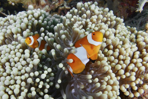 Two Ocellaris Clownfish (Amphiprion ocellaris) in a sea anemone, bright colours in the coral reef,