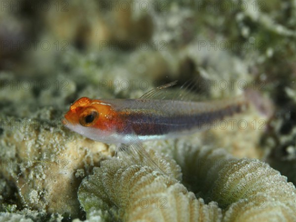Red-headed dwarf goby (Eviota rubriceps) resting on a coral, dive site Gondol Bay, Gondol, Bali,