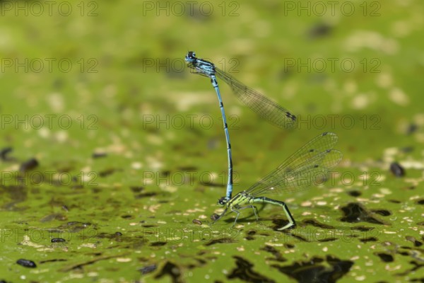 Common blue damselfly (Enallagma cyathigerum) adult male and female insects mating on a Water lily