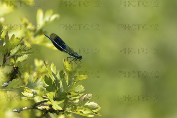 Banded demoiselle damselfly (Calopteryx splendens) adult male insect on a Hawthorn tree leaf in the