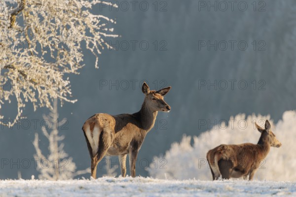 Two female red deer (Cervus elaphus) stand in the first light of day on a meadow covered in hoar