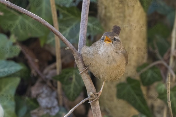 A wren (Troglodytes troglodytes) on a branch with open beak, surrounded by foliage, Hesse, Germany,