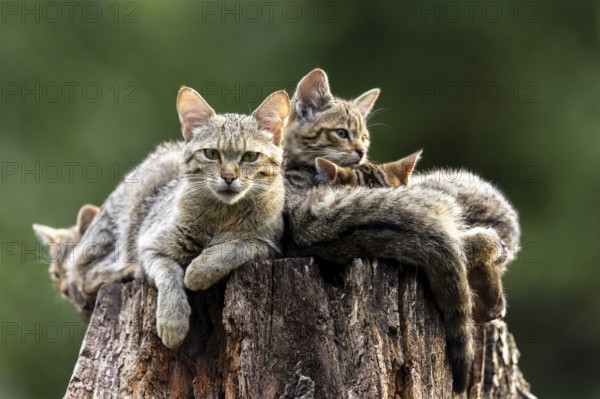 Attentive cat and three resting cats on a tree trunk in the forest, serenity, wildcat (Felis