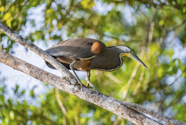 Bare-throated tiger heron (Tigrisoma mexicanum) in a tree, Tortuguero National Park, Costa Rica,