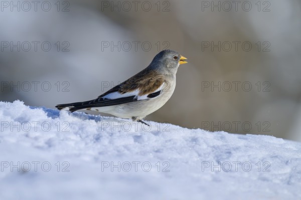 Snowfinch (Montifringilla nivalis), running through snow, the background is blurred, Gemmi Pass,