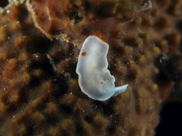 Delicate white nudibranch with orange dots, yellow nudibranch (Ardeadoris angustolutea), on a coral