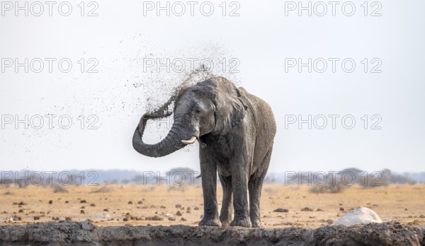 African elephant (Loxodonta africana), bathing at a waterhole, spraying water from its trunk, Nxai