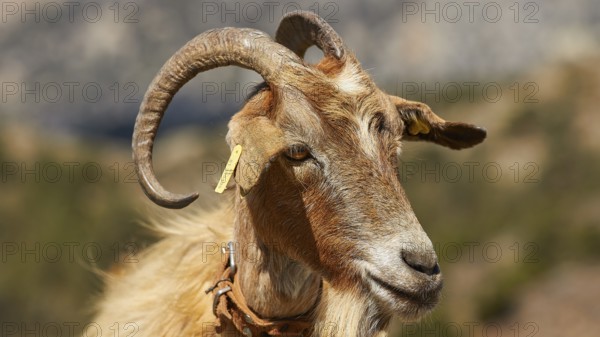 Portrait of a brown goat with horns against a mountainous background, goat (s), free-range, central