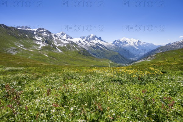 Flower meadow and mountain panorama with glaciated mountain peaks, view of Aiguille du Midi and