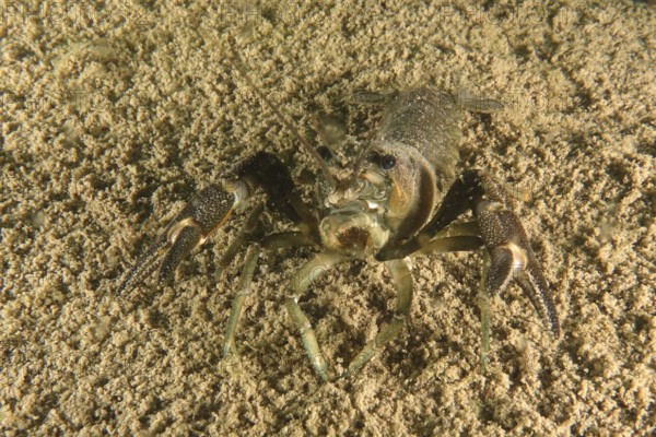 Crayfish (Astacus astacus), Terlinden dive site, Küsnacht, Lake Zurich, Canton Zurich, Switzerland,
