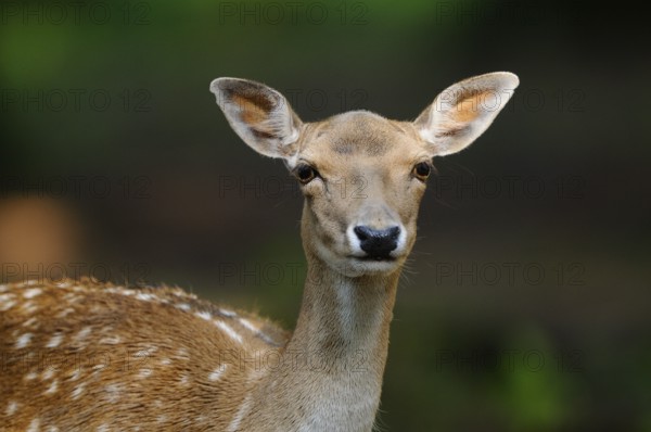 Close-up of a deer with an attentive gaze in the forest, fallow deer (Dama dama) Bavarian Forest