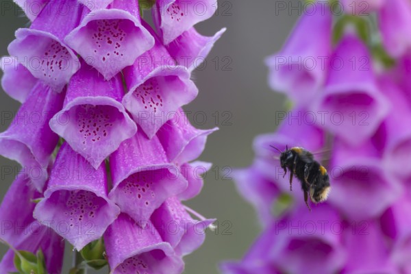 Buff tailed bumblebee (Bombus terrestris) adult bee flying towards a Foxglove (Digitalis purpurea)