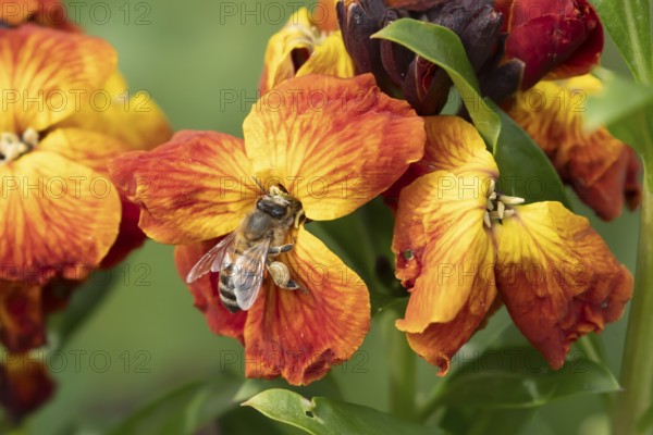 Honey bee (Apis mellifera) adult insect feeding on a Wallflower flower in an urban garden in