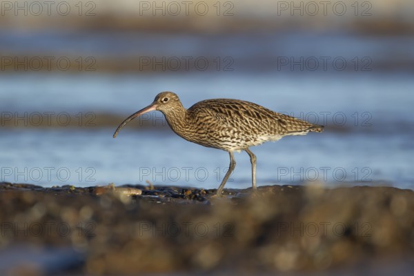 Eurasian curlew (Numenius arquata) adult wading bird on a coast shoreline, England, United Kingdom,