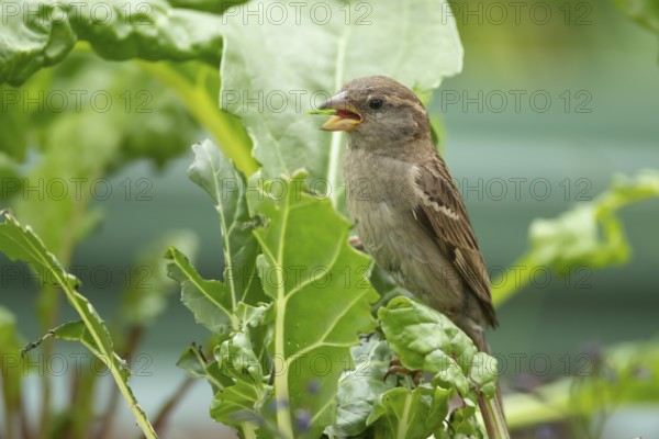 House sparrow (Passer domesticus) adult bird feeding on a garden Swiss chard vegetable plant,