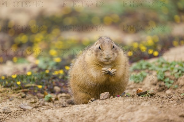 A black-tailed prairie dog (Cynomys ludovicianus) sits upright on sandy ground, observing the