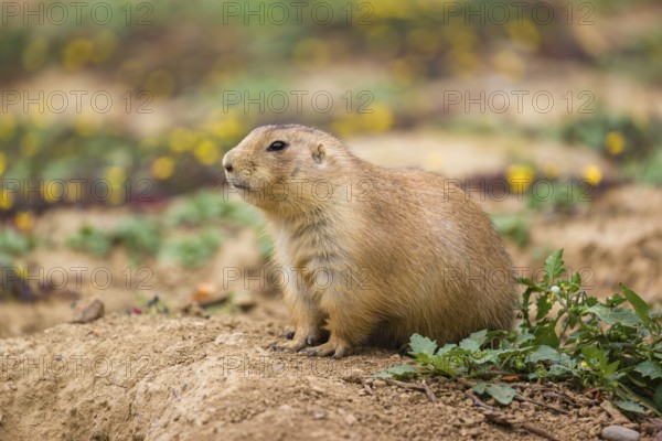 A black-tailed prairie dog (Cynomys ludovicianus) sits on sandy ground, observing the surrounding.