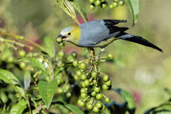 Long-tailed Silky-flycatcher, Ptiliogonys caudatus feeding on Twoleaf nightshade berries, Costa