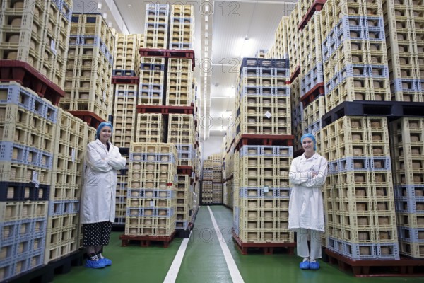 Castilian woman in the drying room of a cheese factory, cheese stacked in boxes in the back,