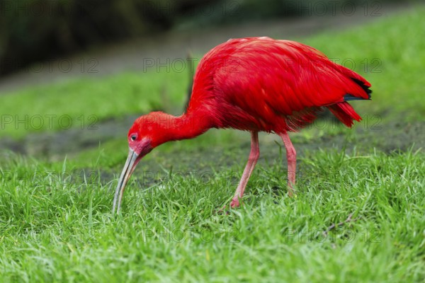 Scarlet Ibis (Eudocimus ruber), adult bird feeding on a grassy area, native to south America,