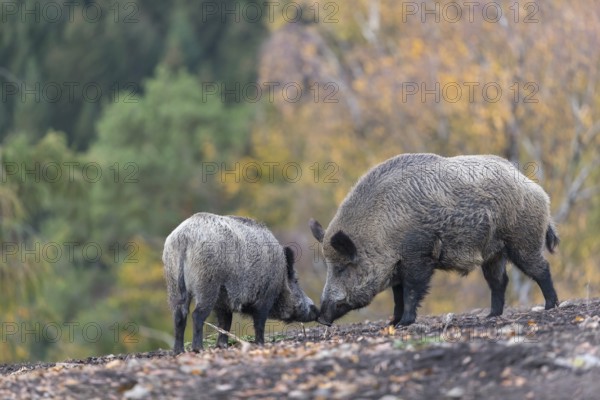 Two wild boar or wild pig (Sus scrofa), walking over an opening in early morning light, searching