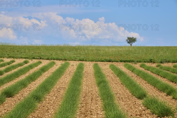 Lavender field (Lavandula), meadow, tree and clouds in the sky, summer, Valensole,