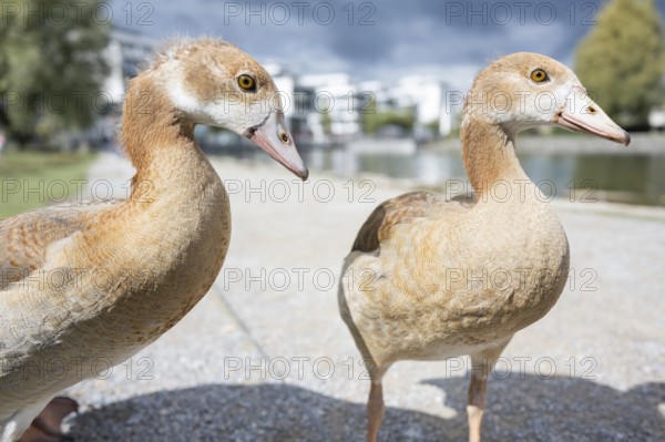 Two Nile geese (Alopochen aegyptiaca) in profile view, close-up, wide angle, looking to the right,