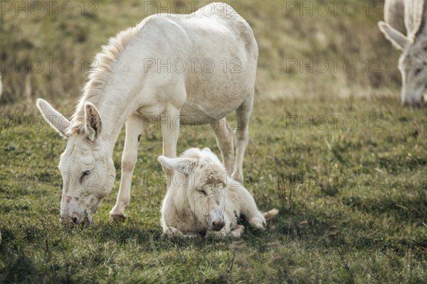 White donkeys, baroque donkeys, with foals together in a meadow, Lake Neusiedl National Park,