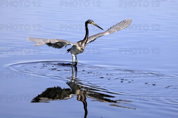 Tricoloured Heron (Egretta tricolor), adult, in the water, foraging, hunting, Merritt Island, Black
