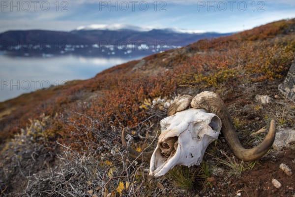 Bleached skull of a musk ox in autumnal arctic landscape, Kong Oscar Fjord, Northeast Greenland