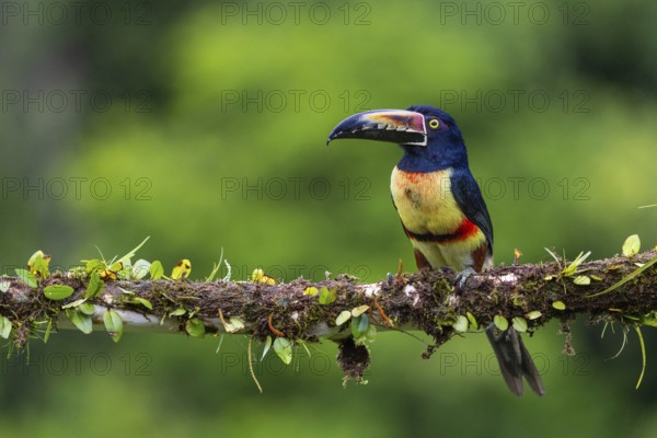 Collared Aracari (Pteroglossus torquatus), Toucans (Ramphastidae), Laguna del Lagarto Lodge,