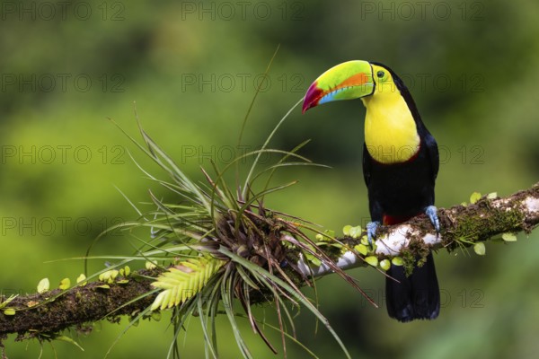 Fishing Toucan (Ramphastos sulfurantus), Toucans (Ramphastidae), Laguna del Lagarto Lodge,