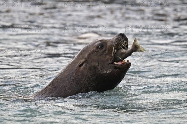 Steller sea lion (Eumetopias jubatus) swimming in the water and eating a humpback salmon, Prince