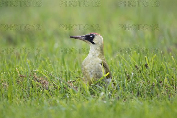 Green woodpecker (Picus viridis), young bird foraging in meadow, Rosensteinpark, Stuttgart,