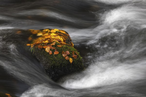 Flowing water with ferns and rocks in the Edmunds Gorge in autumn. River Kamnitz, Hrensko, Ustecky