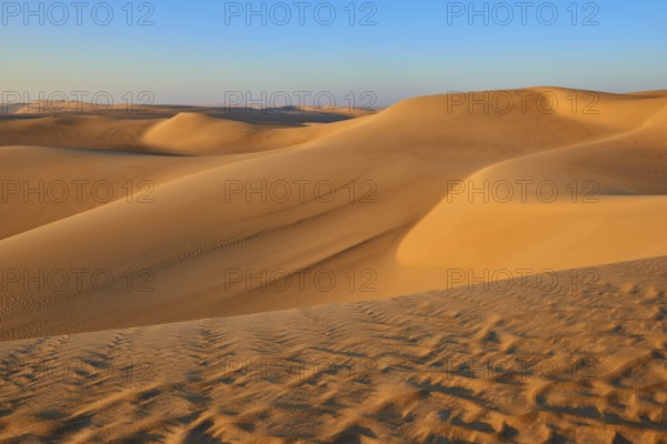 Endless sand dunes under a clear blue sky, glowing in golden sunlight, Matruh, Great Sand Sea,