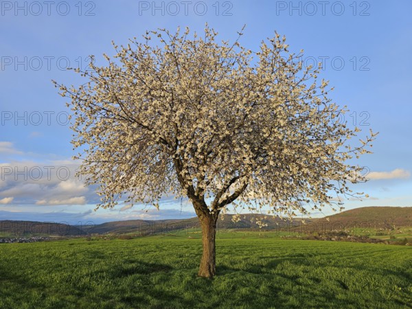 Apple tree (Malus) in full bloom, in a meadow in spring, Mönchberg, Mltenberg, Spessart, Bavaria,