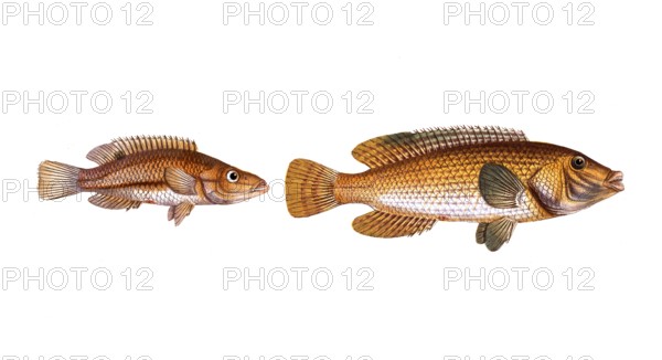 Fish, fish, left: Fish genus from the snapper family Lutjanus rostratus, the snouted Lutian. right,