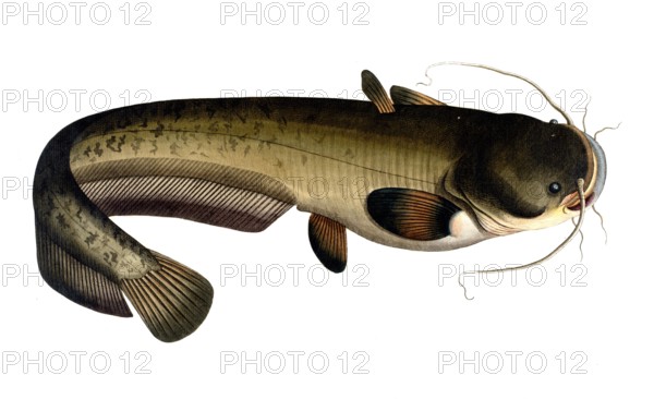 Fish, Fish, Fish genus from the family of the true catfishes within the order of the catfishes,