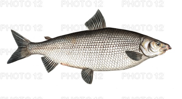 Fish, Fish, Salus Thymallus latus, the broad grayling, European grayling, Historical, digitally