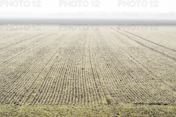 Early Morning ladscape of fields with frost, Wörth an der Donau, Regensburg, Upper Palatinate,