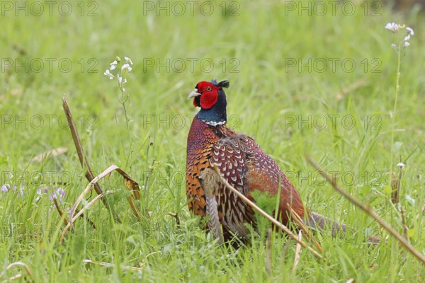 Pheasant, hunting pheasant (Phasianus colchicus), adult male bird in a meadow, wildlife, Lembruch,