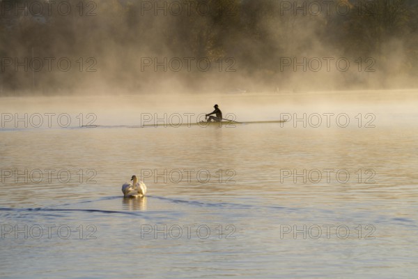 Sunrise, autumn atmosphere at Lake Baldeney, near Haus Scheppen, in Essen, rower, swan, North