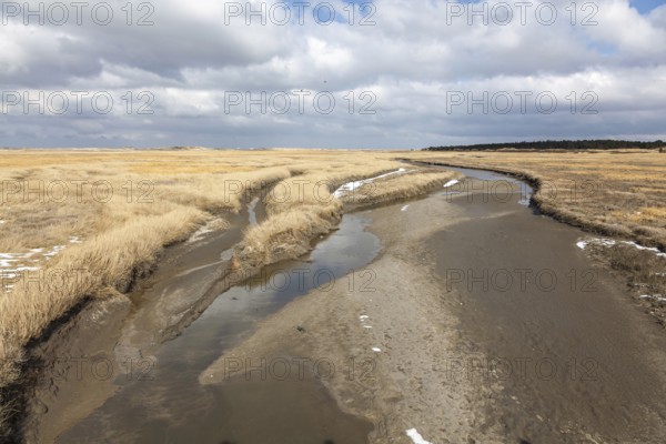 Tidal creek in the salt marshes between the sandbanks and dunes off Sankt Peter-Ording, Sankt