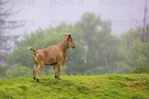 One Barbary sheep (Ammotragus lervia) stands on green hilly ground on a foggy day. Some trees stand