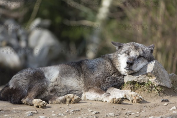 One Northern Timber wolf (Canis lupus occidentalis), or Mackenzie Valley wolf, lying on the ground,