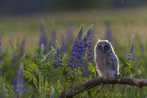 One young long-eared owl (Asio otus), sitting on a branch that is lying in a field of flowering