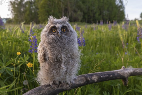 One young long-eared owl (Asio otus), sitting on a branch that is lying in a field of flowering
